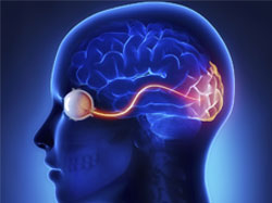 Neuro Ophthalmology 